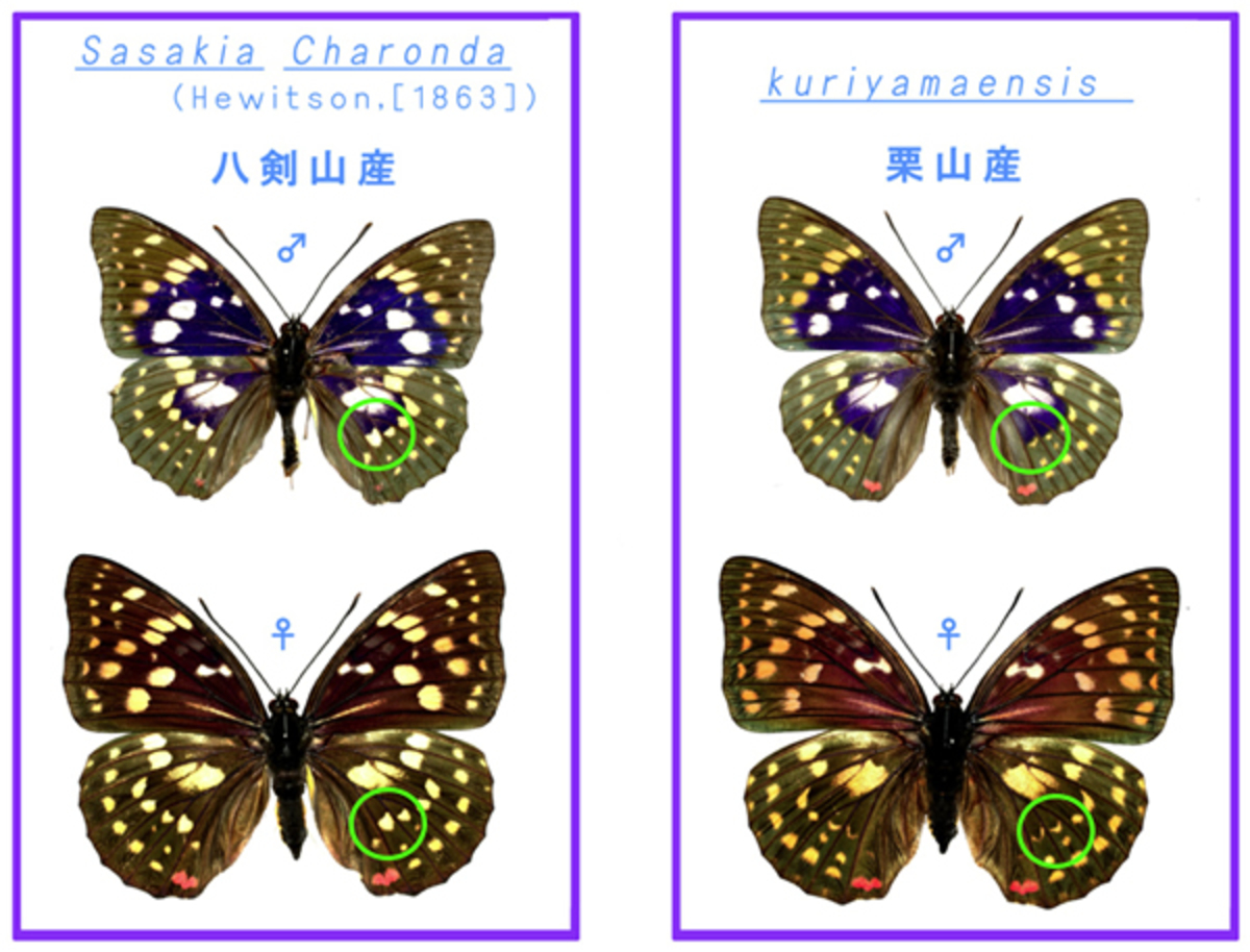 オオムラサキの mtDNA 塩基配列調査 - 森のいきもの | 一般財団法人