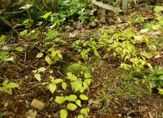 写真12移植したばかりのエゾエノキ