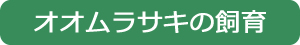 オオムラサキの飼育