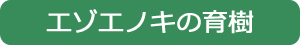 エゾエノキの育樹